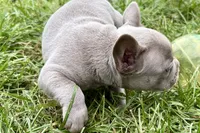 Colt, a male French Bulldog for sale in Sturgis, MI – 3 of 10