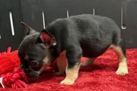 Zara , a male French Bulldog for sale in Sturgis, MI – 6 of 9