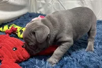 Bailey, a female French Bulldog for sale in Sturgis, MI – Photo 7 of 9