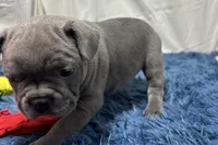 Bailey, a female French Bulldog for sale in Sturgis, MI – Photo 3 of 9