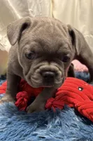 Bailey, a female French Bulldog for sale in Sturgis, MI – Photo 4 of 9