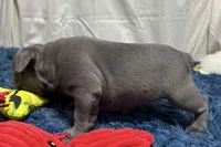 Bailey, a female French Bulldog for sale in Sturgis, MI – Photo 2 of 9