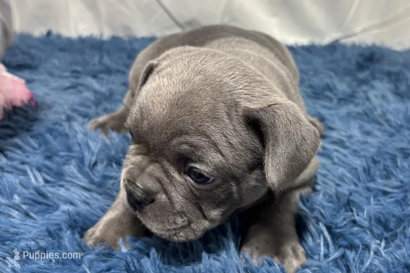Bailey – French Bulldog puppy on hold in Sturgis, MI