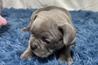 Bailey, a female French Bulldog for sale in Sturgis, MI – Photo 1 of 9