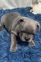 Bailey, a female French Bulldog for sale in Sturgis, MI – Photo 6 of 9