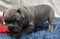 Bailey, a female French Bulldog for sale in Sturgis, MI – Photo 8 of 9