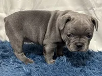 Bailey, a female French Bulldog for sale in Sturgis, MI – Photo 5 of 9