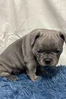 Bailey, a female French Bulldog for sale in Sturgis, MI – Photo 9 of 9