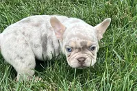 Eeyore, a male French Bulldog for sale in Sturgis, MI – 7 of 10