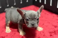 Ronnie, a male French Bulldog for sale in Sturgis, MI – 2 of 7