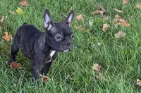 Vinny, a male Frenchton for sale in Sturgis, MI – 5 of 10