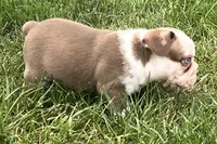 Gunner, a male French Bulldog for sale in Sturgis, MI – 5 of 10