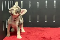 Zero, a female French Bulldog for sale in Sturgis, MI – 10 of 10