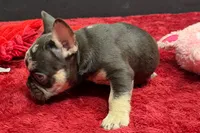 Zack , a male French Bulldog for sale in Sturgis, MI – 8 of 9
