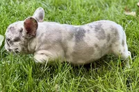 Gizmo, a male French Bulldog for sale in Sturgis, MI – 2 of 9