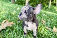 Ginger, a female French Bulldog for sale in Sturgis, MI – 8 of 8