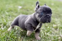 Jett, a male French Bulldog for sale in Sturgis, MI – Photo 8 of 9