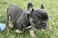 Jett, a male French Bulldog for sale in Sturgis, MI – Photo 3 of 9