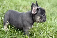 Jett, a male French Bulldog for sale in Sturgis, MI – Photo 6 of 9
