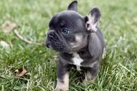 Jett, a male French Bulldog for sale in Sturgis, MI – Photo 5 of 9