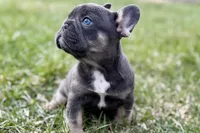 Jett, a male French Bulldog for sale in Sturgis, MI – Photo 4 of 9