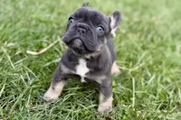 Jett, a male French Bulldog for sale in Sturgis, MI – Photo 7 of 9