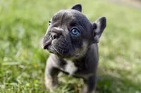 Jett, a male French Bulldog for sale in Sturgis, MI – Photo 2 of 9