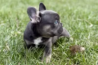 Jett, a male French Bulldog for sale in Sturgis, MI – Photo 9 of 9
