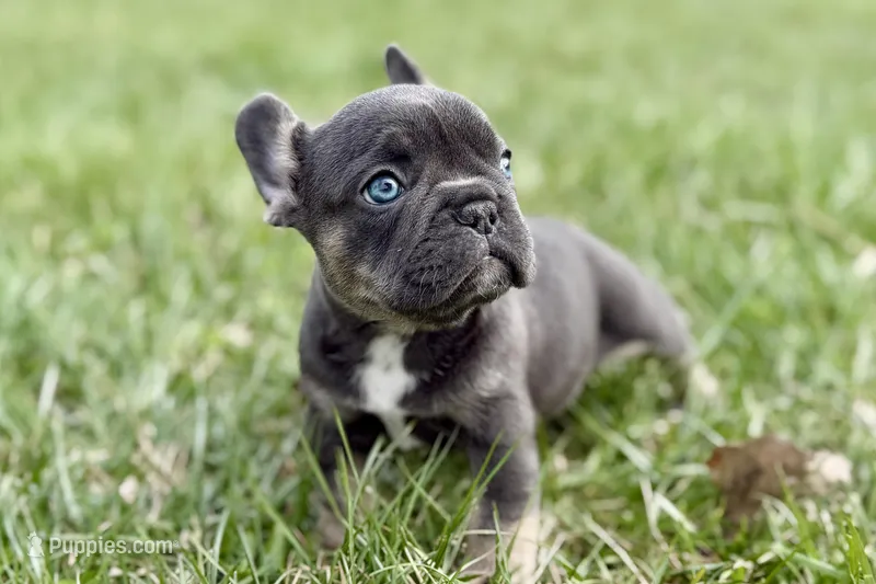 Jett – French Bulldog puppy for sale in Sturgis, MI