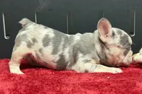 Zink, a female French Bulldog for sale in Sturgis, MI – 3 of 7