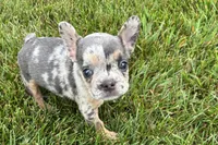 Kirby, a male French Bulldog for sale in Sturgis, MI – 7 of 8