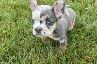 Kirby, a male French Bulldog for sale in Sturgis, MI – 6 of 8