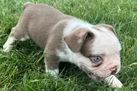 Gunner, a male French Bulldog for sale in Sturgis, MI – 9 of 10