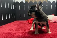 Zebra, a female French Bulldog for sale in Sturgis, MI – 8 of 9