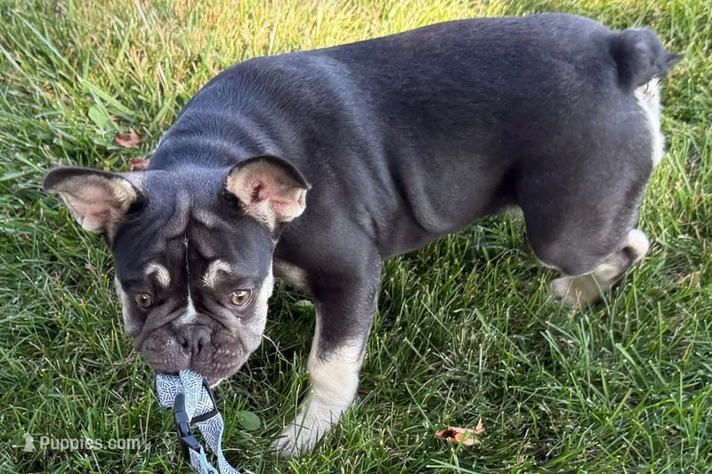 Marshall – French Bulldog puppy for sale in Sturgis, MI
