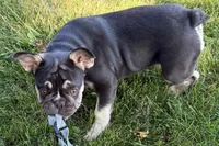 Marshall, a male French Bulldog for sale in Sturgis, MI – 1 of 10