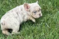 Eeyore, a male French Bulldog for sale in Sturgis, MI – 4 of 10