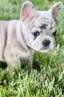 Gummy, a male French Bulldog for sale in Sturgis, MI – 2 of 10