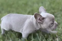 Colt, a male French Bulldog for sale in Sturgis, MI – 2 of 8