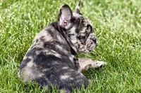 Upton, a male French Bulldog for sale in Sturgis, MI – 5 of 10