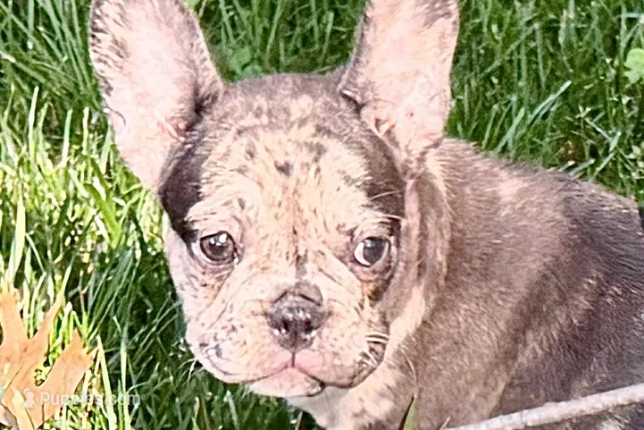Ginger – French Bulldog puppy for sale in Sturgis, MI