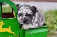 Smoky, a male French Bulldog for sale in Sturgis, MI – 5 of 10