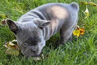 Kurt, a male French Bulldog for sale in Sturgis, MI – 3 of 10
