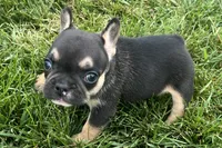 Franny  , a female French Bulldog for sale in Sturgis, MI – 8 of 10