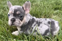 Ethel, a female French Bulldog for sale in Sturgis, MI – 3 of 9