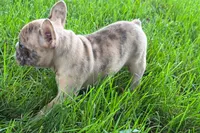 Velma , a female Frenchton for sale in Sturgis, MI – 7 of 8