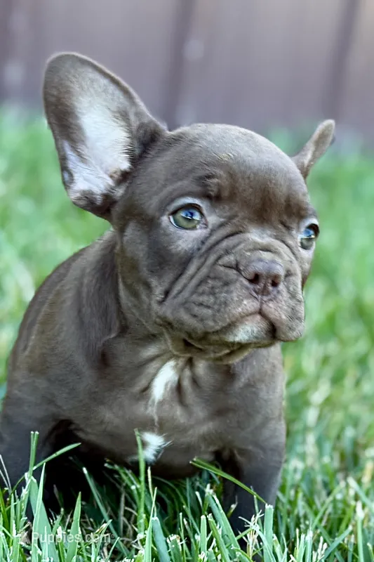 Clarabelle – French Bulldog puppy for sale in Sturgis, MI