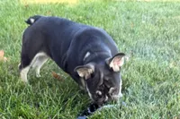 Marshall, a male French Bulldog for sale in Sturgis, MI – 2 of 10