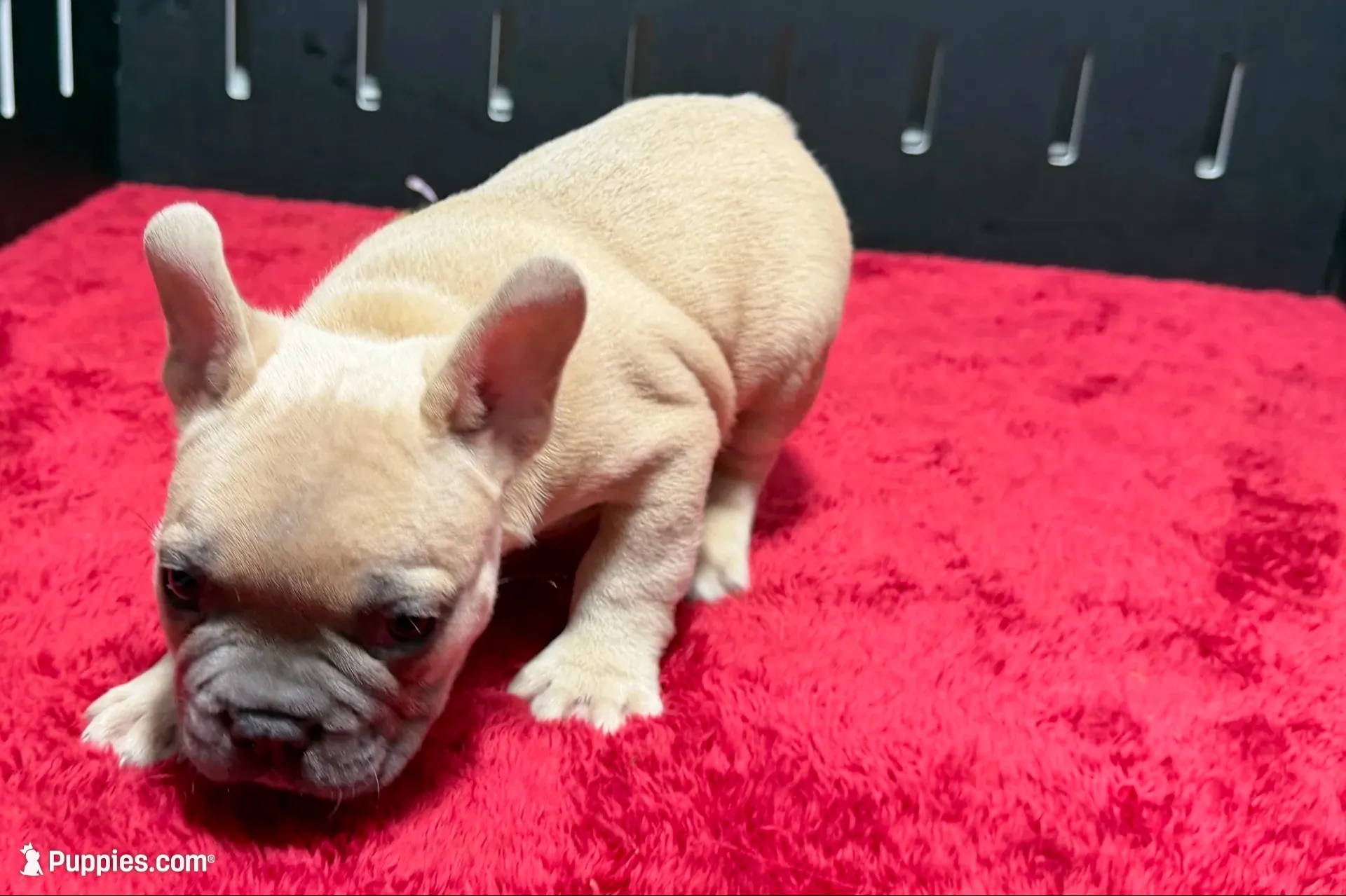 Luke, a  French Bulldog for sale in Sturgis, MI – 9 of 10