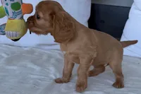 Sadie , a female Cavalier King Charles Spaniel for sale in Sturgis, MI – 6 of 10